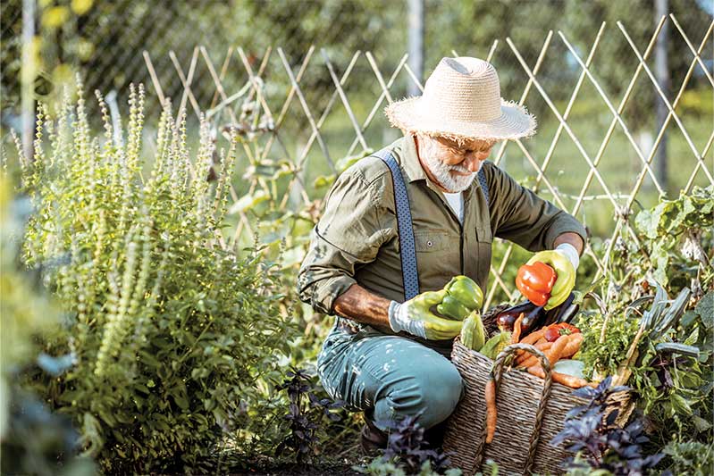Senior man in garden filling basket with produce