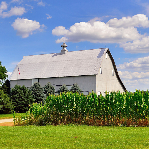 A large white barn with a gray roof stands behind tall green corn plants and pine trees under a blue sky with scattered white clouds. An American flag is visible to the left of the barn.