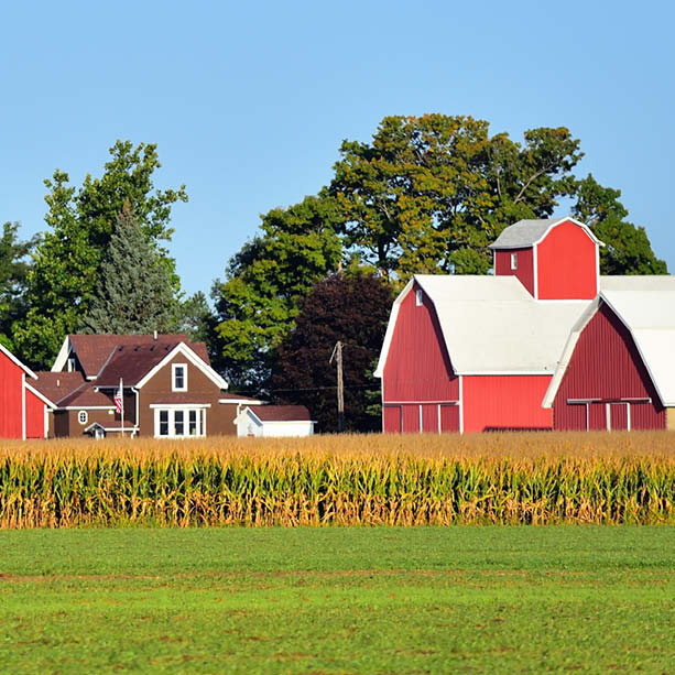 A red barn and farmhouse sit behind a field of tall crops, with green grass in the foreground and trees in the background under a clear blue sky.