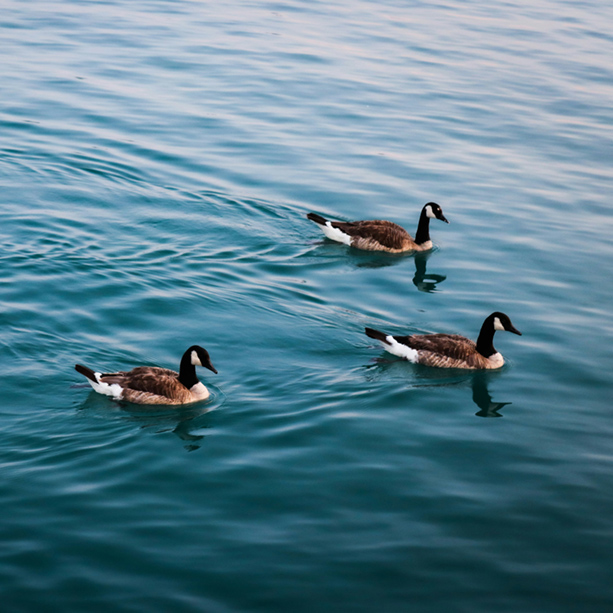 Three Canada geese with black heads and necks swim together on calm blue water, creating gentle ripples behind them.