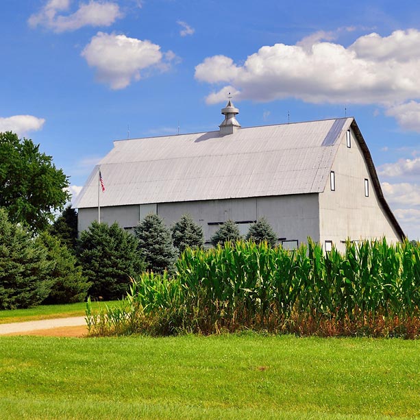 A white barn with a gray roof stands behind a row of green pine trees and a cornfield under a blue sky with scattered clouds. A grassy lawn and dirt path are in the foreground.